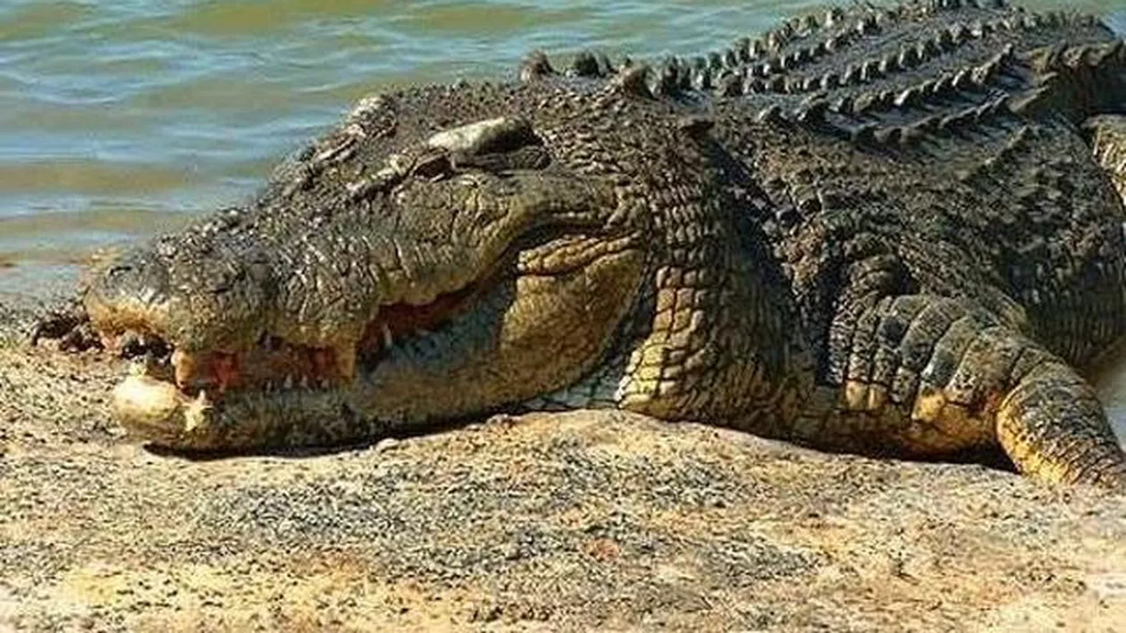 Decizia FĂRĂ PRECEDENT a Indiei: Mută sute de CROCODILI aflați în preajma celei mai înalte statui din LUME