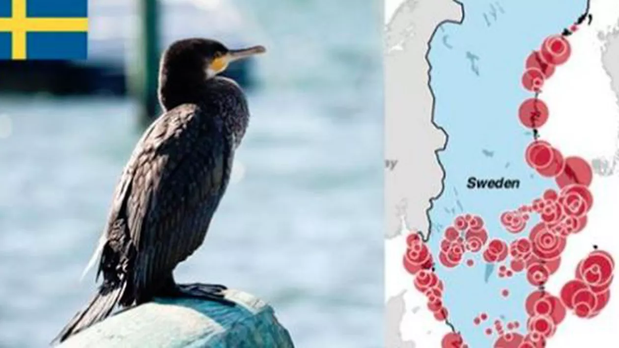 Ambasada Suediei râde de Petre Daea. Mesaj despre populația de cormorani (VIDEO, FOTO)