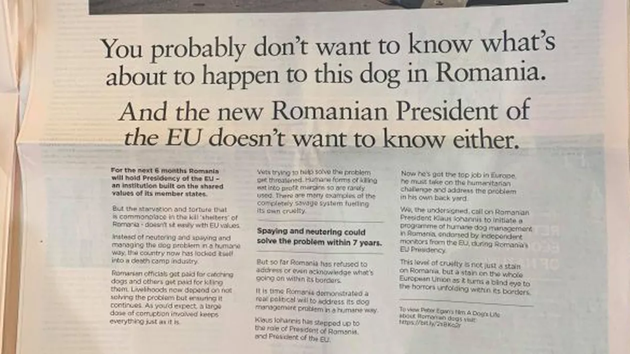 Asta ne mai lipsea: Iohannis e acuzat că asistă pasiv la genocidul câinilor în România (FOTO)
