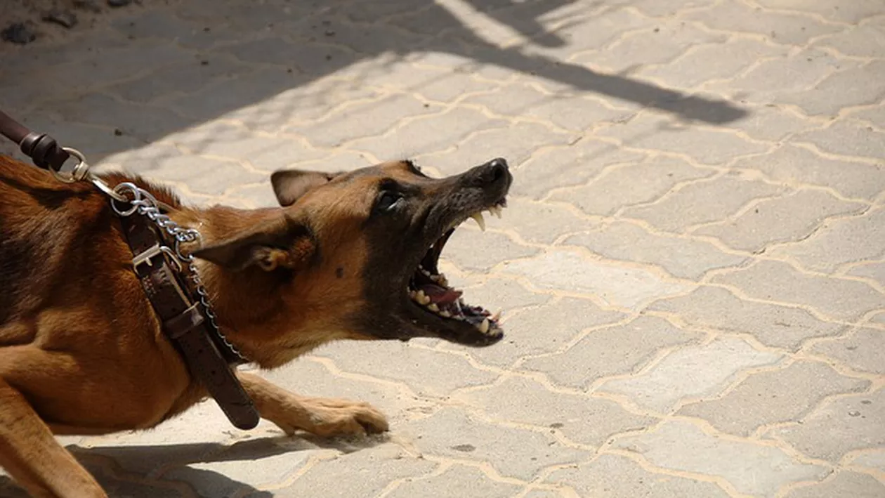 Șocant! Un copil și bunica lui au fost MUȘCAȚI cu BESTIALITATE de câinele unei rude