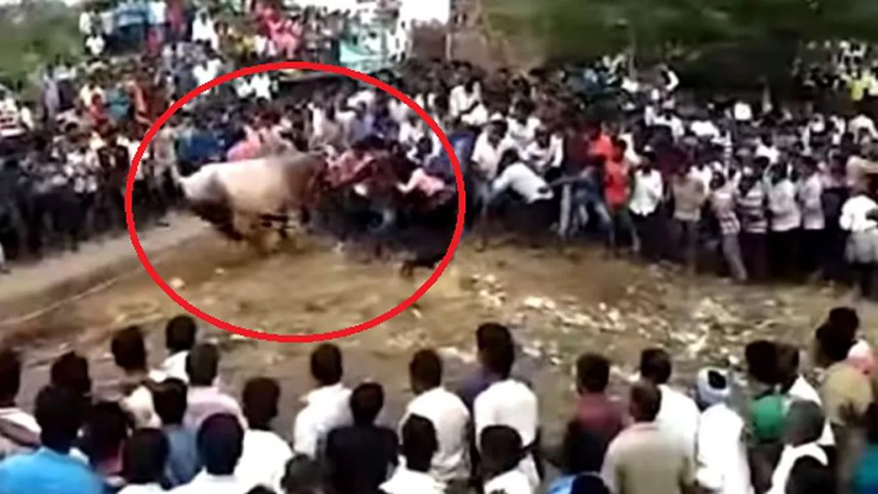 VIRAL! Momentul înfiorător în care UN TAUR FURIOS a intrat într-o mulțime de oameni la un festival (VIDEO ŞOCANT)
