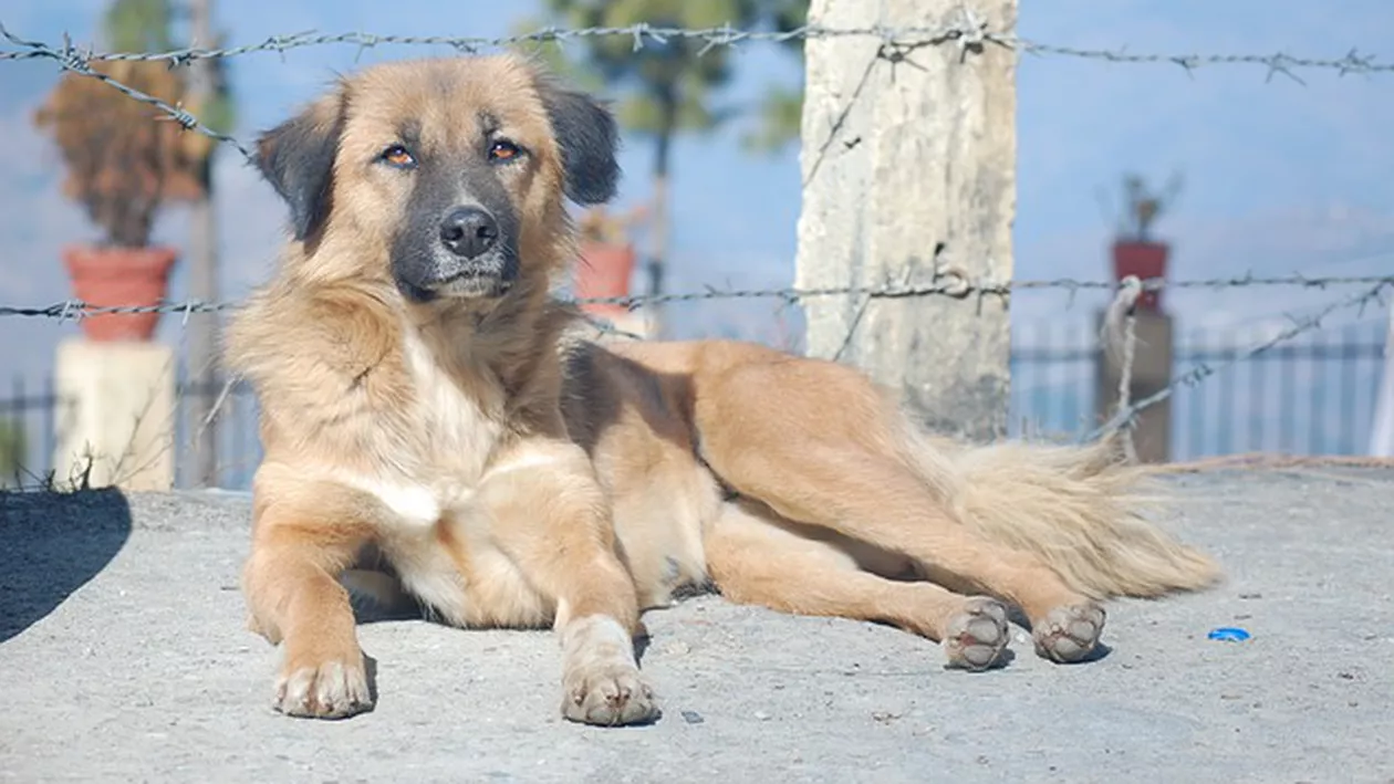 Câinii vagabonzi au făcut PRĂPĂD într-o grădină zoologică! Au DEVORAT mai multe animale