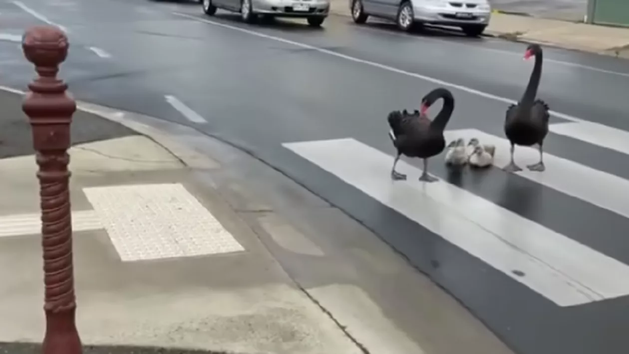 Momentul în care o familie de lebede negre a TRAVERSAT o şosea...regulamentar (VIDEO)