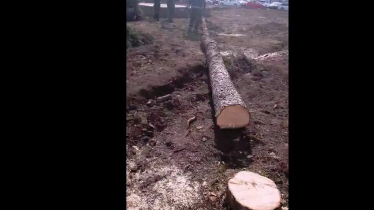 Brazi sănătoşi, doborâţi de Primăria Iași. ''Aşa arată tot oraşul. Chel, poluat şi fără perspectivă'' (VIDEO)