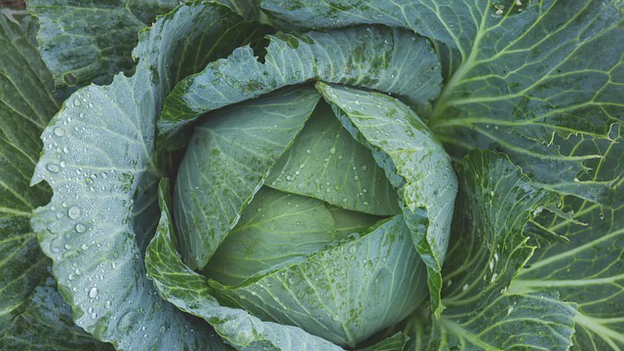 Un bărbat din Târgoviște a ARUNCAT peste 200 de litri de zeamă de varză de la BALCON. A primit o amendă USTURĂTOARE