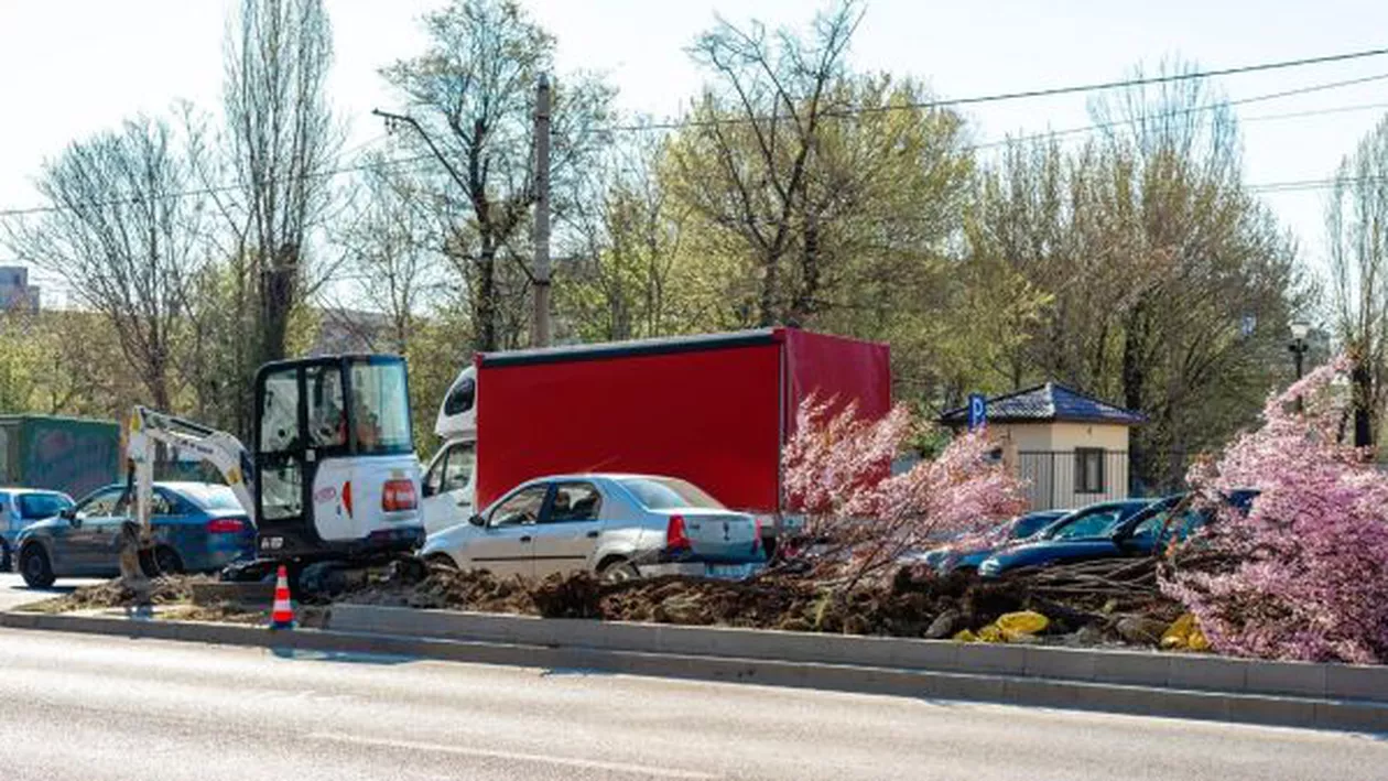 Primarul Gabriel Mutu a extras zeci de copaci înfloriţi de pe scuarul Bulevardului Iuliu Maniu. Pomii, scoși pentru a se supraînălța cu borduri. Decizia i-a revoltat pe locuitorii Sectorului 6 (FOTO)