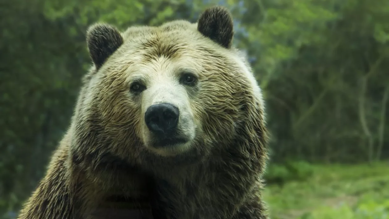 Ministerul Mediului a decis: Ursul care a atacat și ucis animalele din zeci de gospodării din Buzău va fi ÎMPUȘCAT