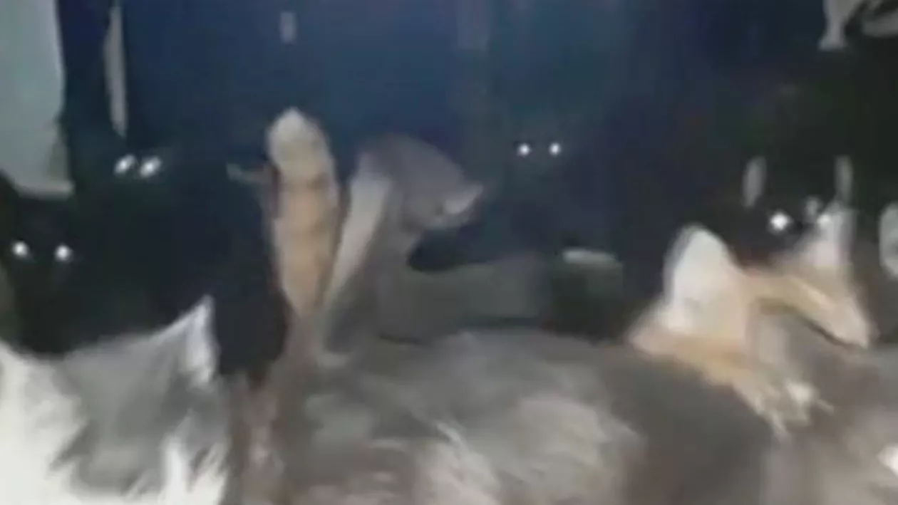 Caz revoltător în Capitală: 41 de pisici, ținute captive într-un apartament (VIDEO)