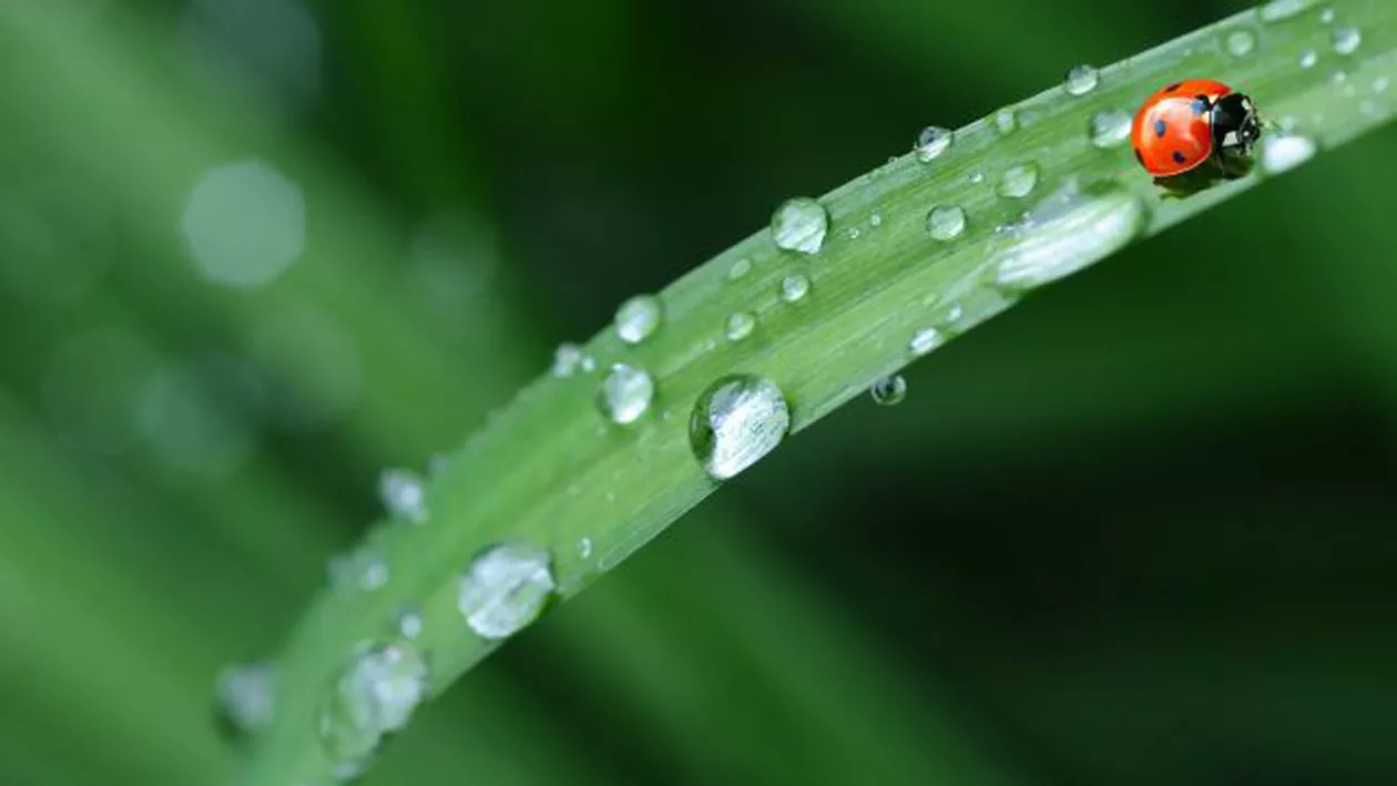 ALERTĂ METEO: Ce se întâmplă cu vremea săptămâna aceasta! Vezi care sunt judeţele vizate!