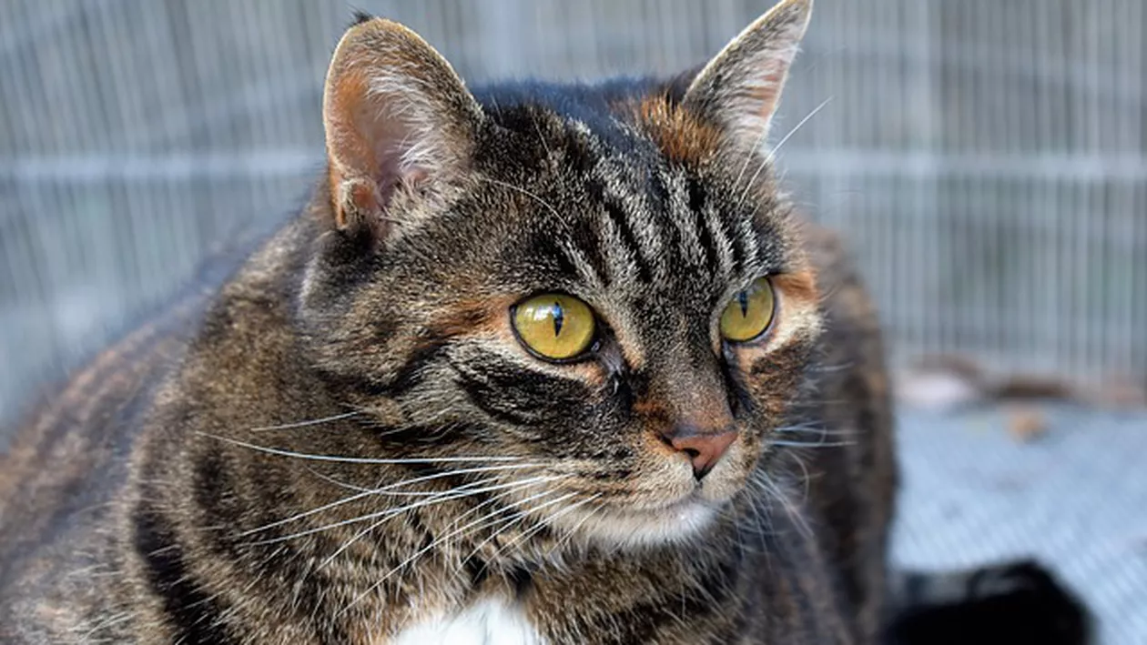 HALUCINANT! O femeie din Botoșani a ajuns la SPITAL, după ce a fost MUȘCATĂ de o pisică. Cum a fost posibil