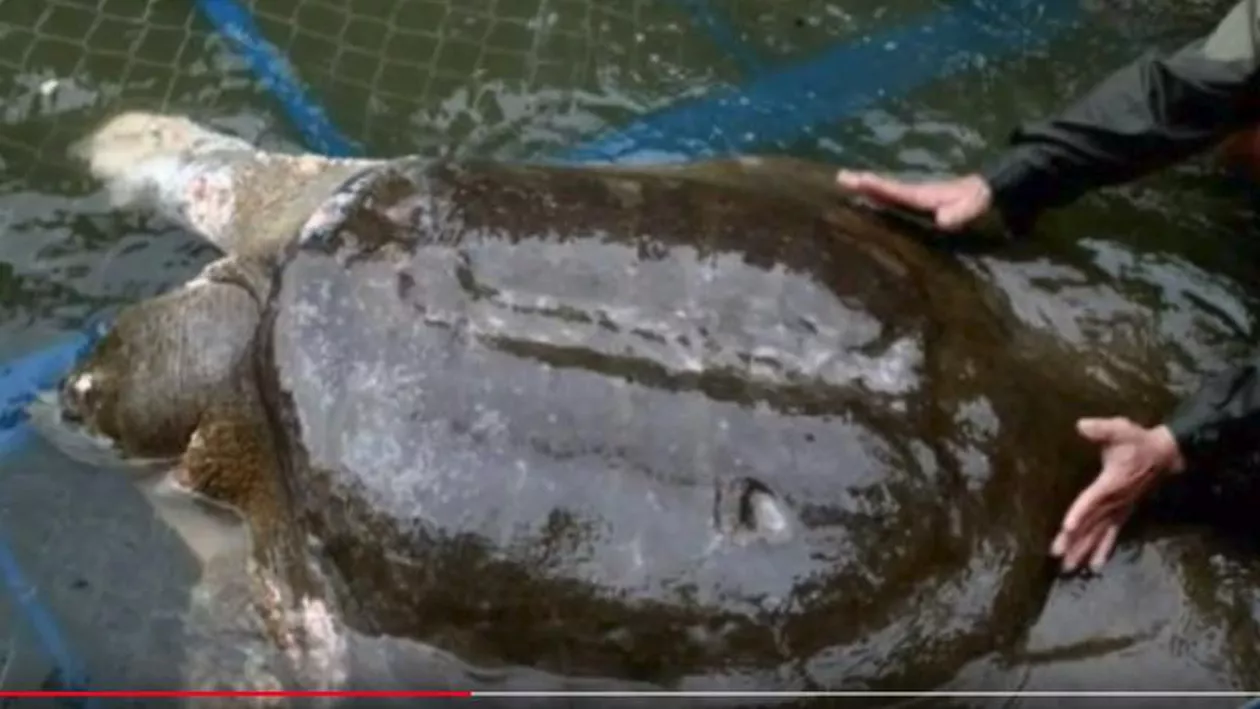 Specie pe cale de dispariție: Una dintre ele patru broaște țestoase gigant Yangtze a murit (VIDEO)