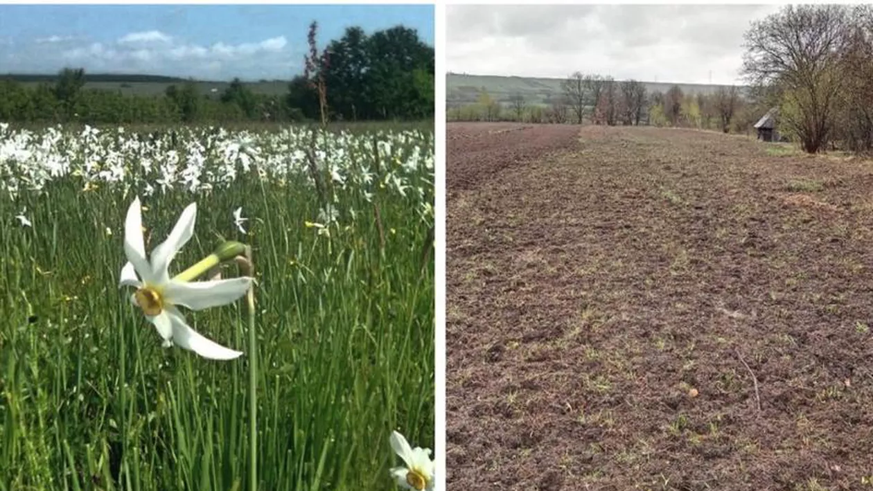 O rezervație naturală protejată, ARATĂ CU PLUGUL la Sibiu. Specialiști: Este nevoie de cel puțin 20 de ani pentru refacerea zonei / Ce spune Ministerul Mediului (FOTO)