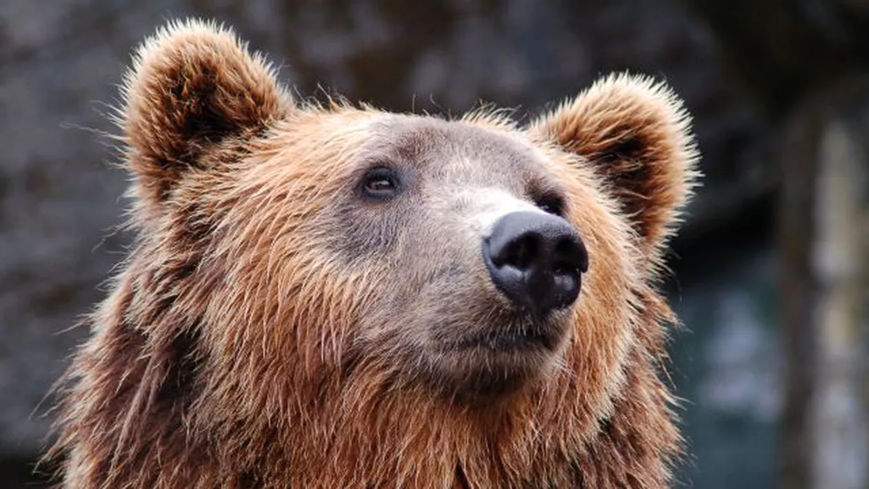 Anchetă în Buzău după ce un urs a fost batjocorit de cei care l-au omorât: Imaginile arată cum ursul este strâns de gât cu sfori şi stropit cu bere (VIDEO)