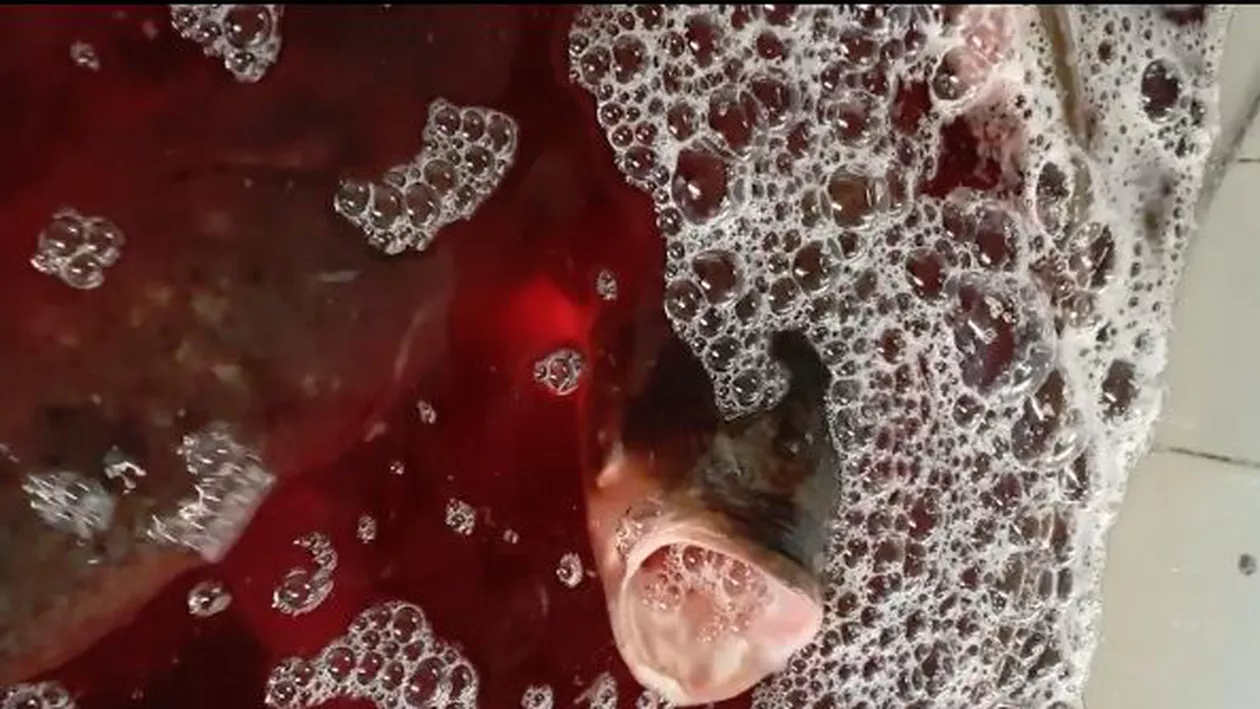 PERICOL alimentar! Pește STRICAT, vândut în containere pline cu sânge, descoperit de ANPC (FOTO, VIDEO)