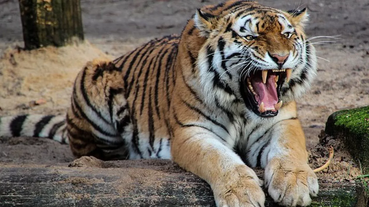 TRAGEDIE la zoo! O îngrijitoare a fost ATACATĂ de un tigru
