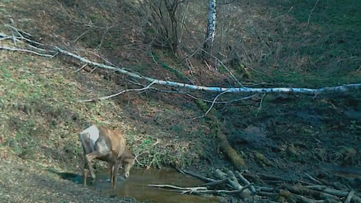 Imagini spectaculoase: Un cerb care se scaldă într-o ”piscină” dintr-un parc național din Hunedoara (VIDEO) 