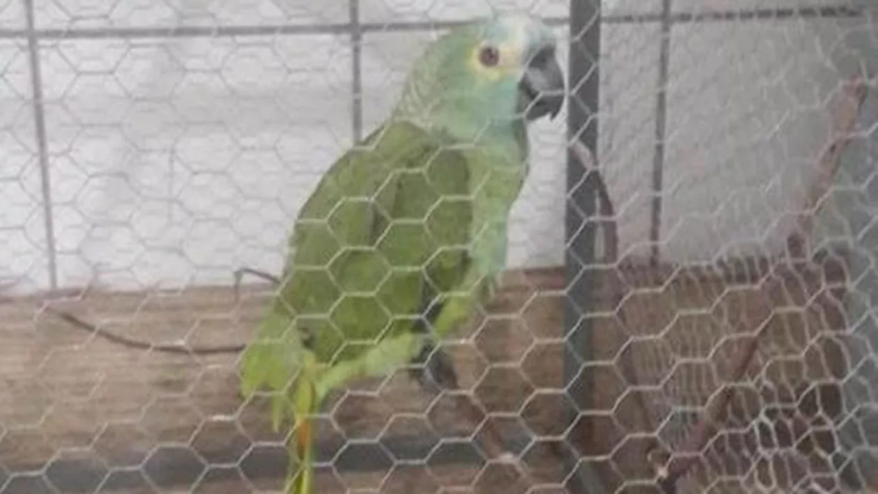 Un papagal prea vorbăreț a fost ''mutat disciplinar'' după ce a fost pe punctul de a compromite o operațiune a poliției. De supărare, n-a mai scos un sunet