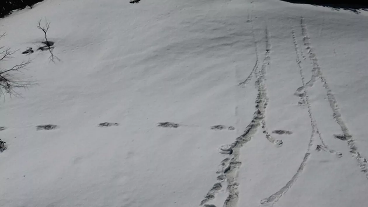 Armata indiană, BATJOCORITĂ după ce a postat imagini cu urme de 'Omul Yeti'. Reacţiile oamenilor (FOTO)