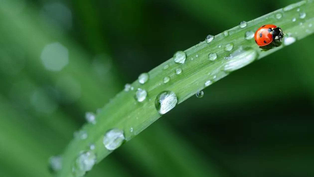 ALERTĂ METEO: Uluitor! Ce se întâmplă cu vremea în România: Vezi care sunt JUDEŢELE VIZATE