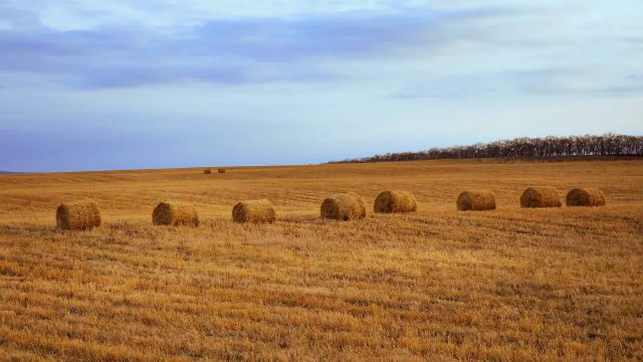 Topul companiilor care au cele mai mari suprafețe de teren concesionate de la stat
