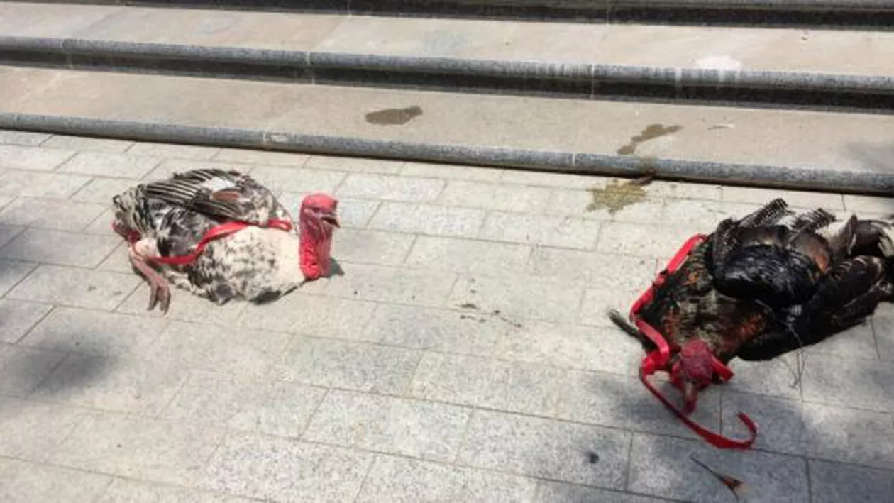 Ce s-a întâmpla cu curcanii aruncați de manifestanții lui Plahotniuc în curtea Președinției de la Chișinău (VIDEO)