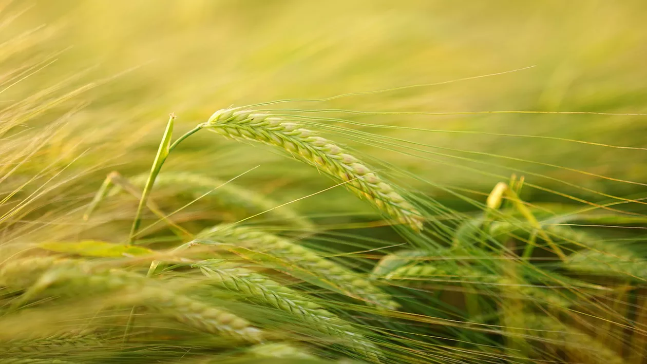 Producția de orz și orzoaică s-a apropiat de 2 milioane de tone, în 2018! Constanța, Brăila și Călărași sunt județele cu cea mai mare pondere, acoperind o treime din producție