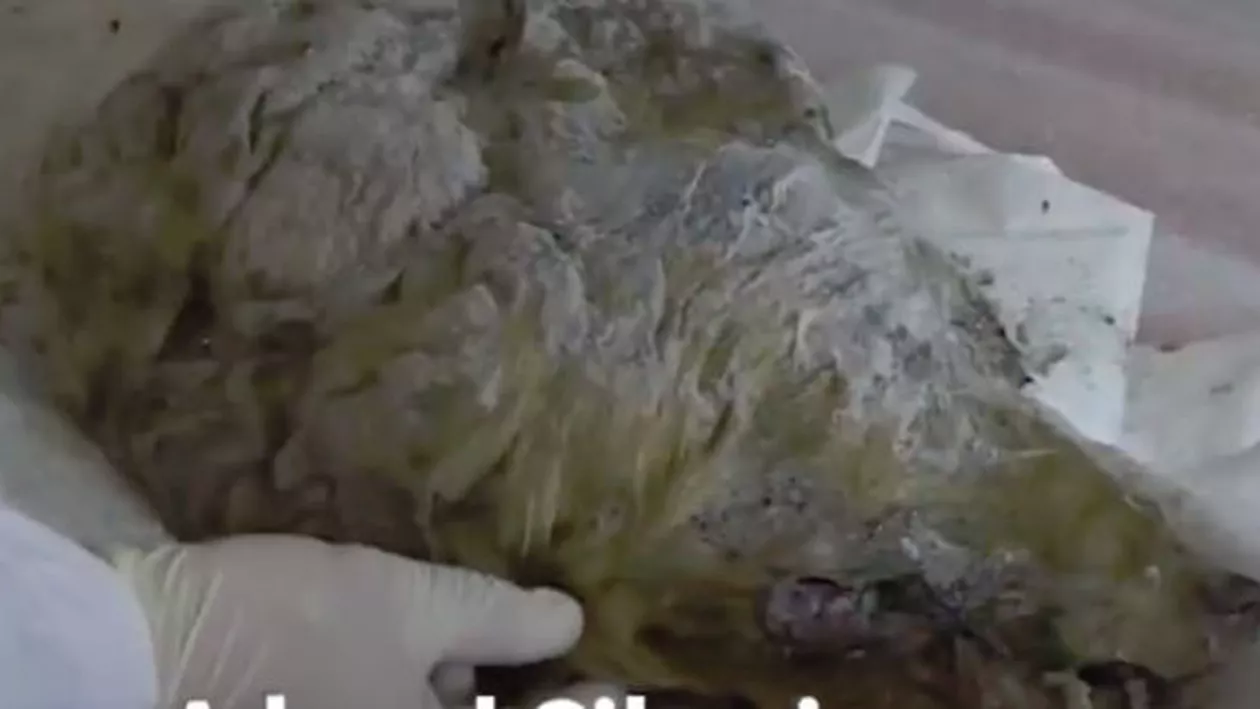 Descoperire ISTORICĂ: Un imens cap de lup, vechi de 32.000 de ani, găsit de un localnic (VIDEO)
