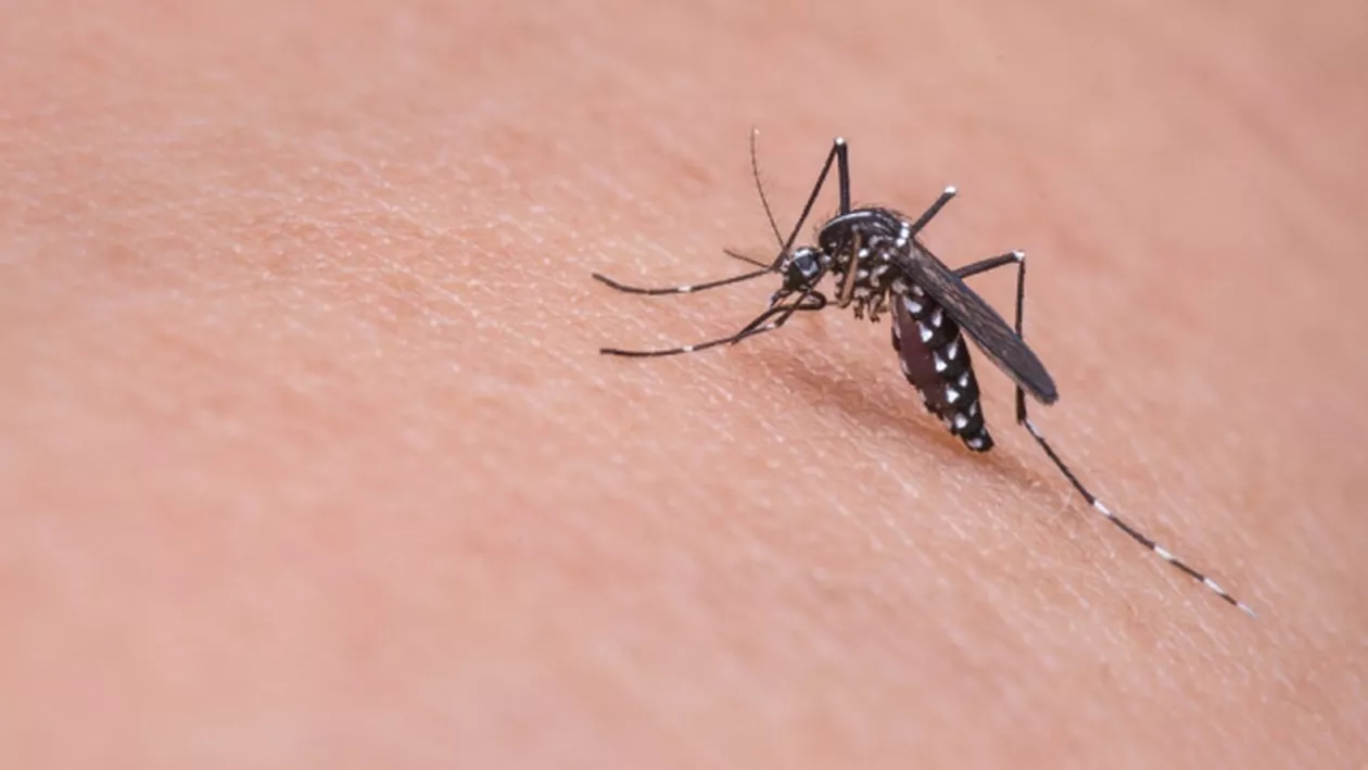 ALERTĂ în Grecia! Avertisment pentru TURIȘTI din cauza virusului West Nile. Boala poate fi FATALĂ