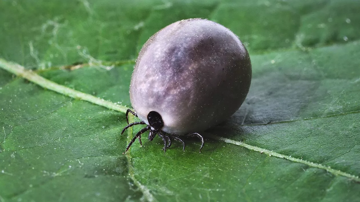 Mușcătura de căpușă. Cum să eviți căpușele și ce ai de făcut dacă ești mușcat