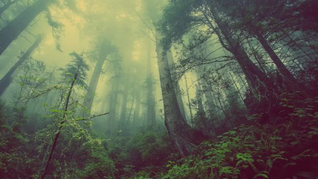 Un bărbat a murit în timpul serviciului. Motivul pentru care șefa sa l-a abandonat într-o pădure