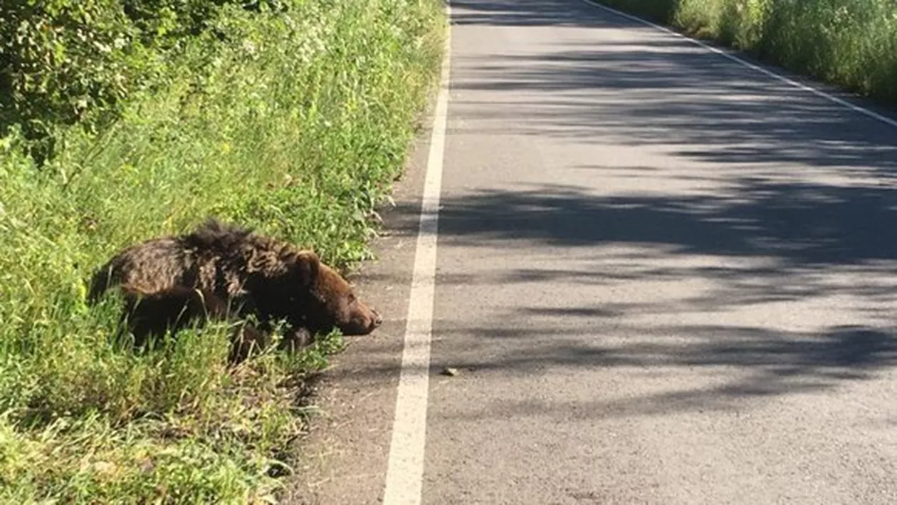 Urs mort pe o şosea din Sibiu. Ore întregi a zăcut în agonie