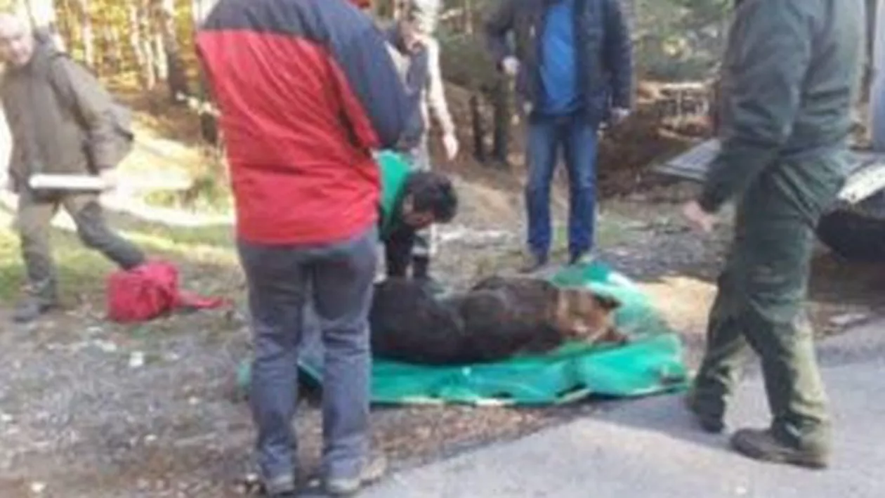 Ursoaica lovită de o mașină la Dâmbu Morii are fractură de femur