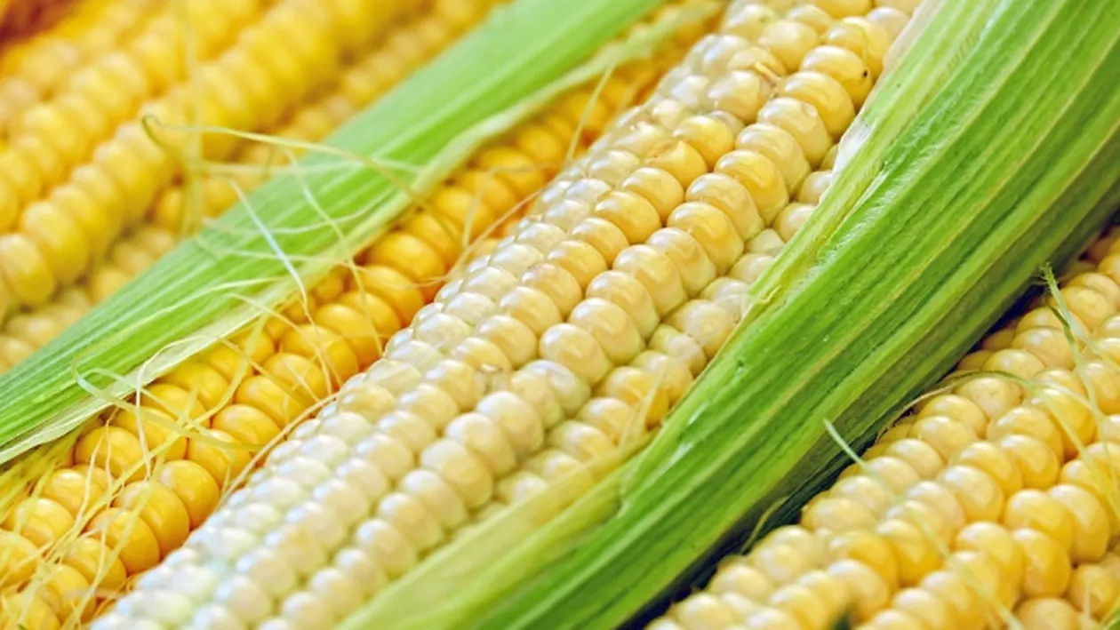 ATENȚIE! PERICOL la malul mării. Porumb fiert, vândut după ce a fost scos dintr-o pubelă