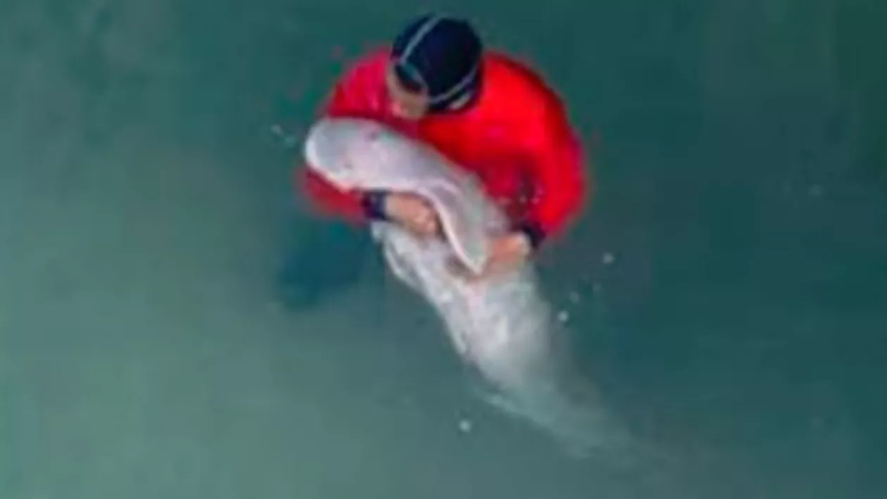 VIRALUL ZILEI! Un animal pe cale de dispariţie, rătăcit în Thailanda. Imaginile FENOMEN cu un pui de DUGONG (VIDEO)