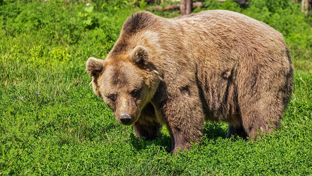 IMAGINI HALUCINANTE: Bărbat atacat de urs în timp ce filma animalul sălbatic (VIDEO)