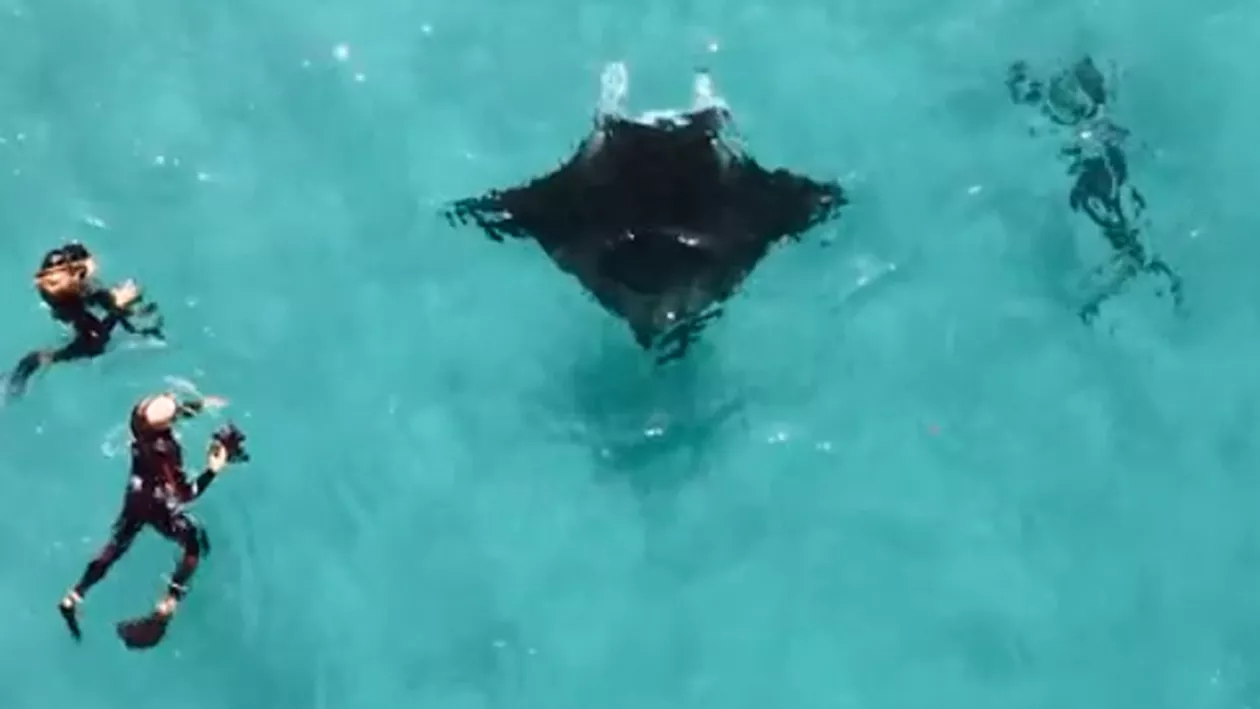 O pisică de mare gigantică s-a dus la un scafandru pentru a-i cere ajutorul (VIDEO)
