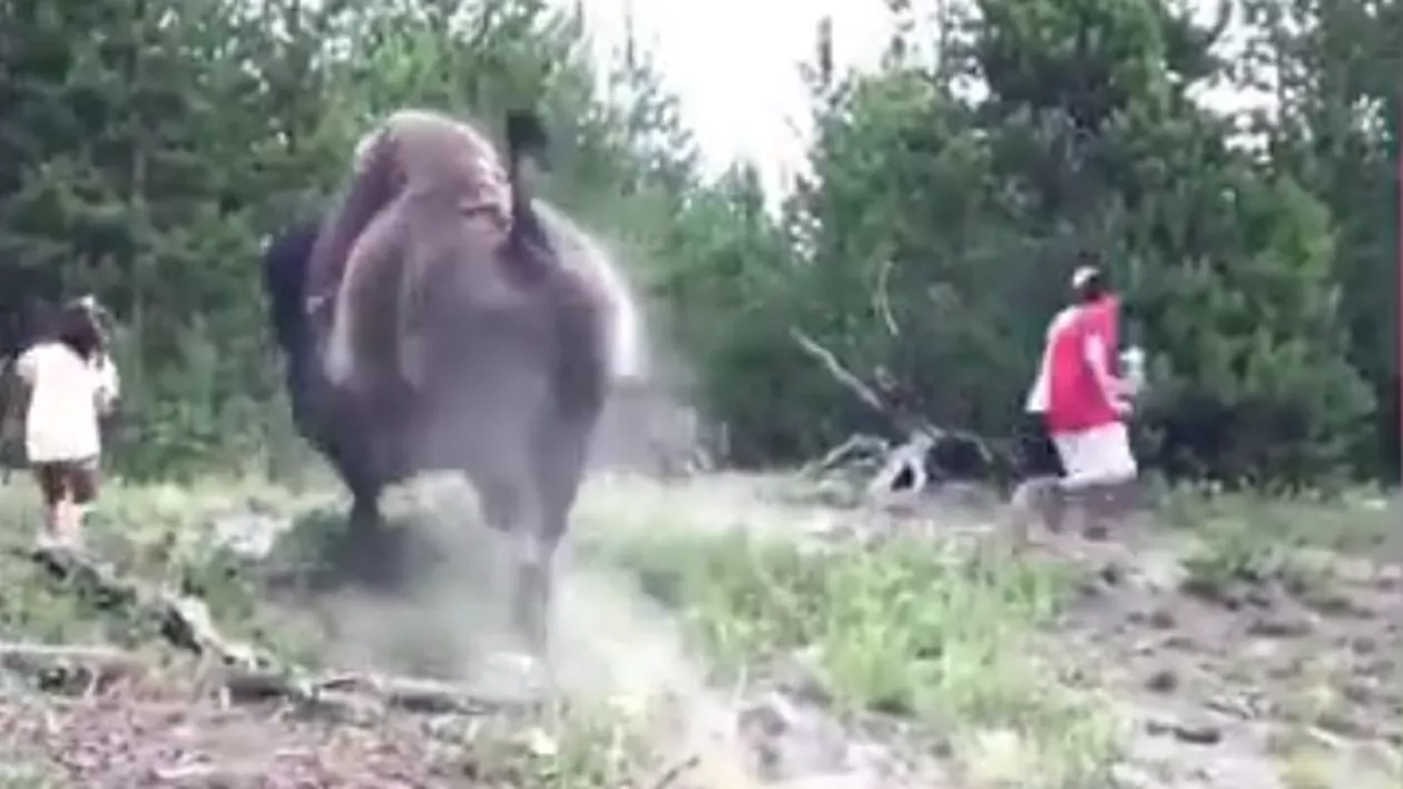 Momentul în care un bizon a atacat și a lovit o fetiţă de 9 ani (VIDEO)