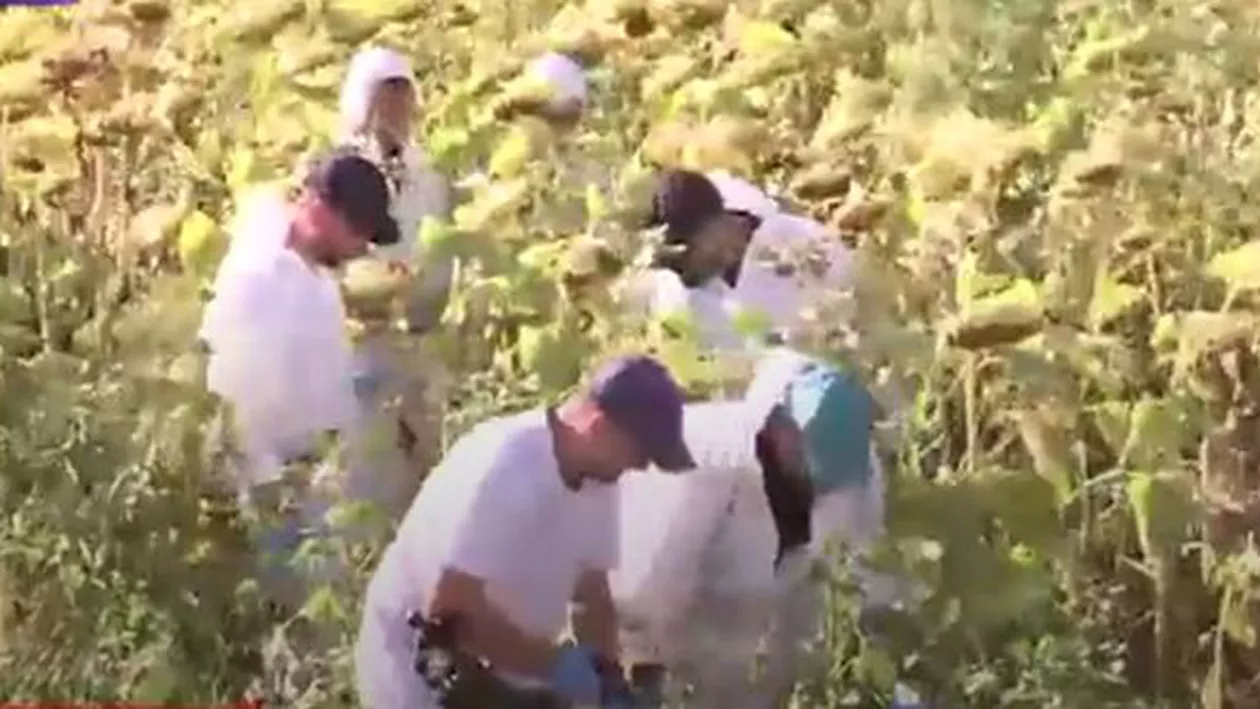 Cazul Caracal: Anchetatorii caută telefonul Luiziei Melencu într-un lan de floarea soarelui 