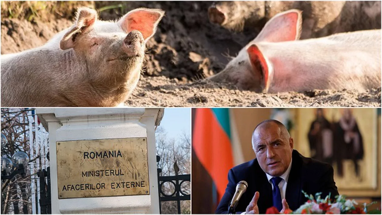 Răspunsul MAE după ce premierul Bulgariei a dat vina pe turiștii români pentru răspândirea pestei porcine în ţara sa