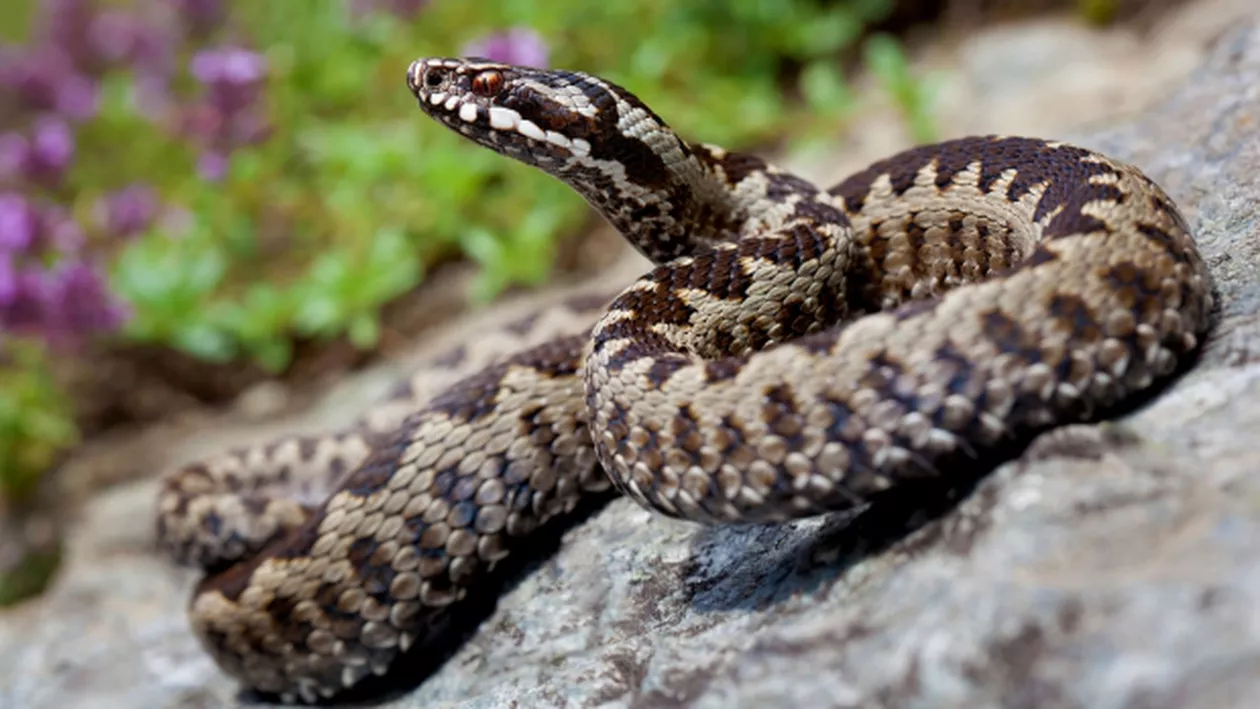 Un copil a fost preluat de un elicopter SMURD după ce a fost mușcat de un șarpe