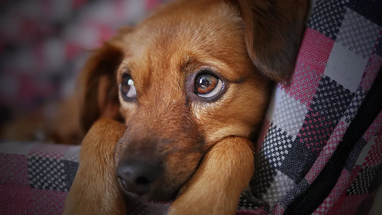 IMAGINI ȘOCANTE pe străzile din România! Câine TÂRÂT după mașină până în dreptul unui adăpost pentru animale (VIDEO)
