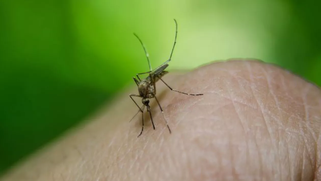 ALERTĂ în România! Primul deces provocat de virusul West Nile și 7 cazuri de îmbolnăviri