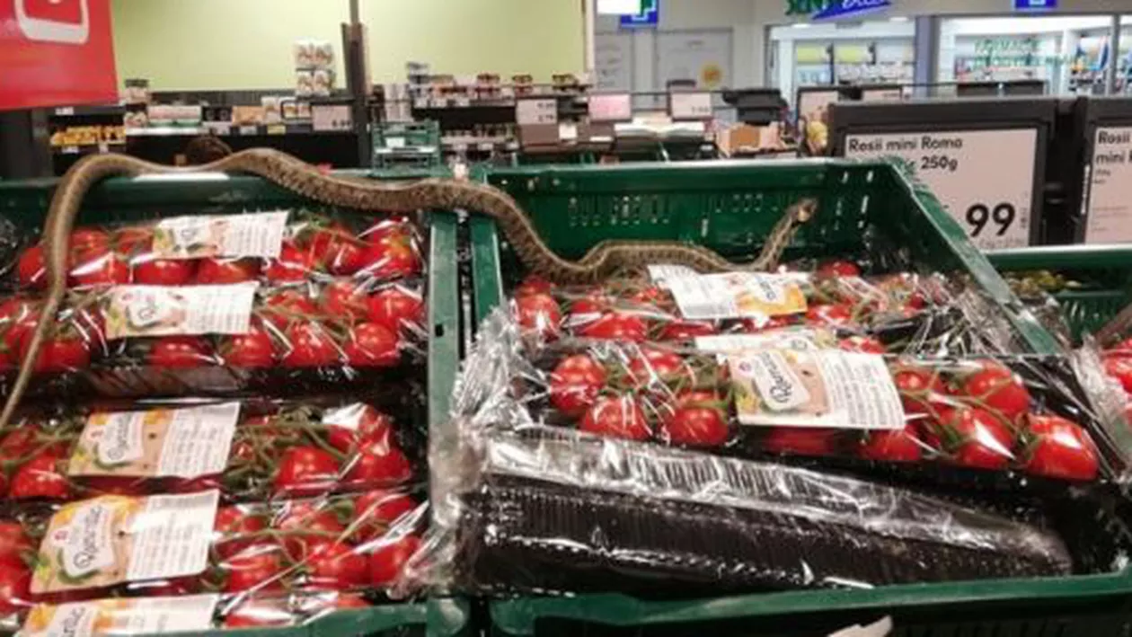 Mare surpriză pentru clienţii unui supermarket din Sfântu Gheorghe: Un şarpe se plimba printre roşiile de pe raft / Cum se apără compania Kaufland (FOTO)