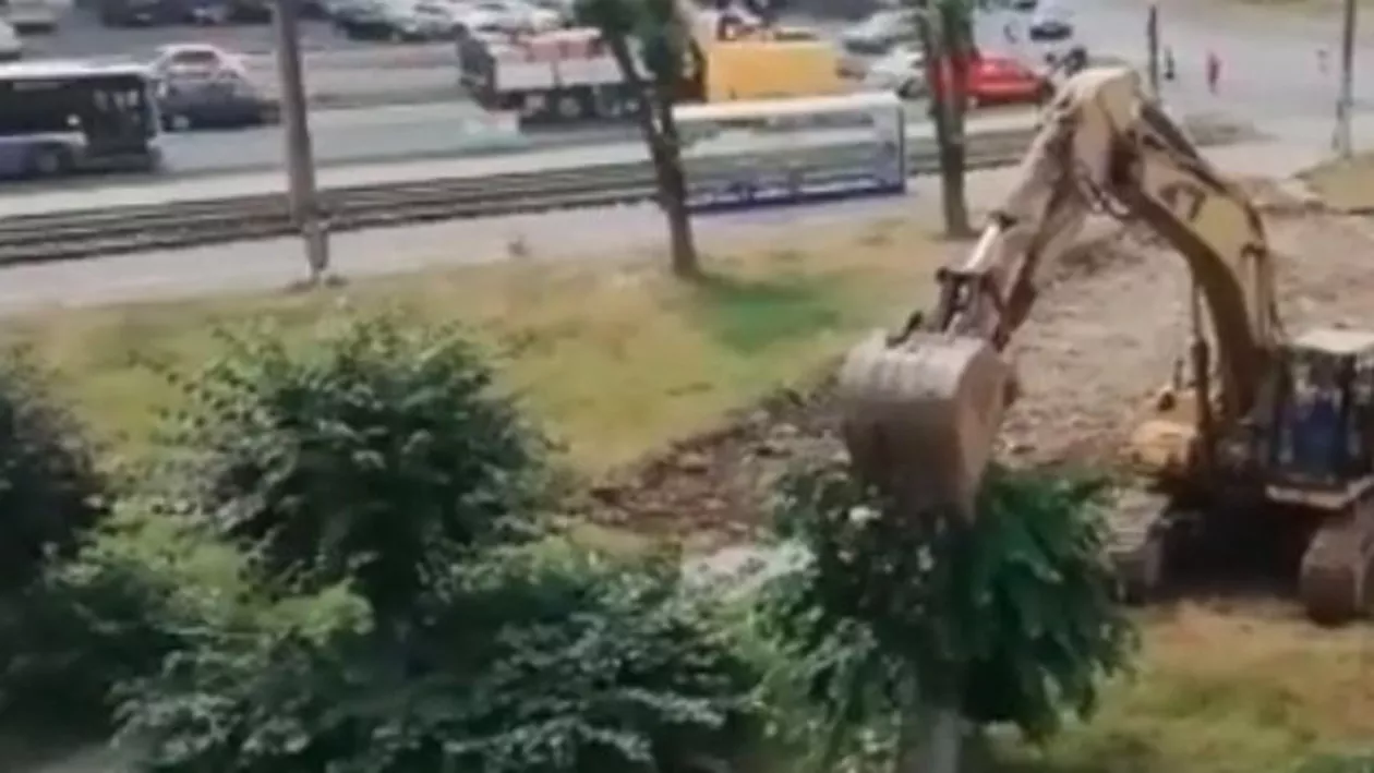 Copaci smulși din rădăcini, într-o parcare din Timișoara, cu acordul Agenției de Mediu  (VIDEO)