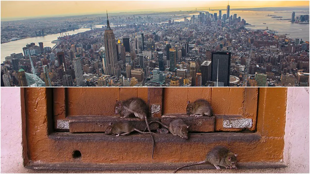 Cum arată şi cum funcţionează capcana cu care autorităţile din New York speră să scape de infestaţia de şobolani (FOTO)