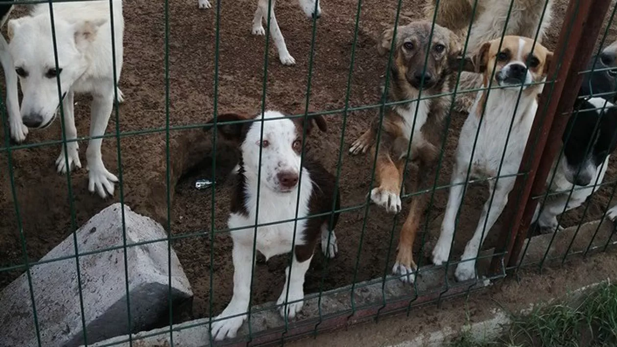 Un copil a ajuns în comă la spital, după ce s-a speriat de câțiva câini. Ce a pățit băiatul este înfiorător