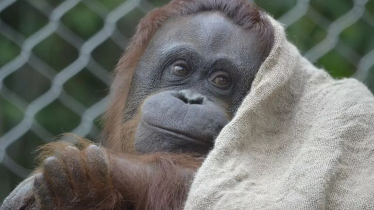 O maimuță din Ferentari a pus pe jar autoritățile, care au găsit-o după două zile / Reprezentanții Jandarmeriei, pentru B1.ro: Nu avem atribuții de capturare a maimuței (VIDEO)