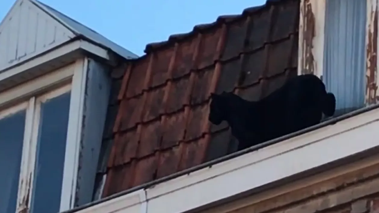Mai mulţi francezi au fost vizitaţi de o panteră neagră. Animalul s-a plimbat zeci de minute pe acoperişul caselor (VIDEO)