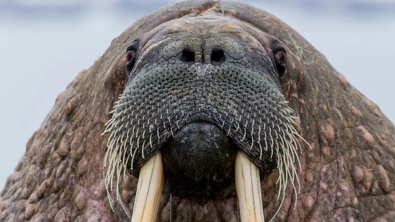INCREDIBIL: O navă a marinei rusești a fost SCUFUNDATĂ de o MORSĂ în Oceanul Arctic! (FOTO)