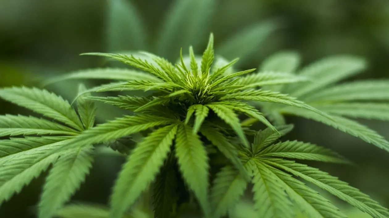 E LEGE: Liber la CANABIS pentru uz personal! Care sunt condițiile